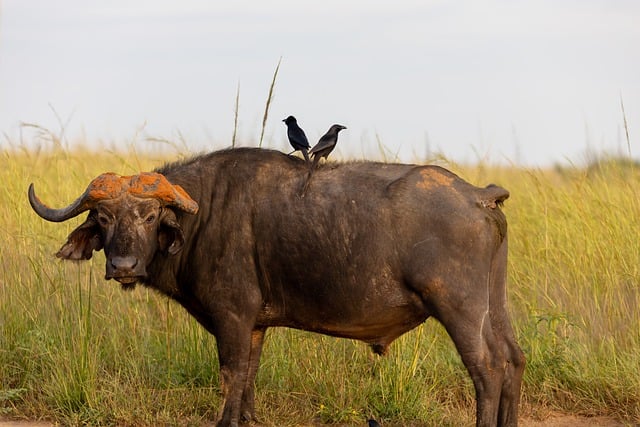 Free download buffalo symbioses nature wildlife free picture to be edited with GIMP free online image editor