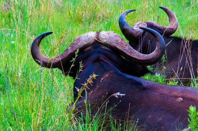 Kostenloser Download Buffalo Wildlife Mammal - kostenloses Foto oder Bild zur Bearbeitung mit GIMP Online-Bildbearbeitung