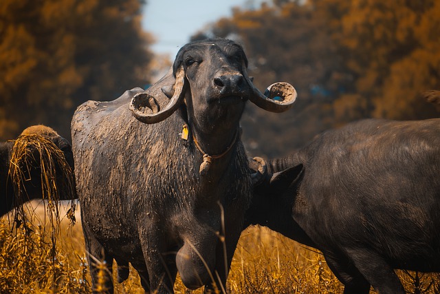 Free download buffalo wild wildlife animal free picture to be edited with GIMP free online image editor