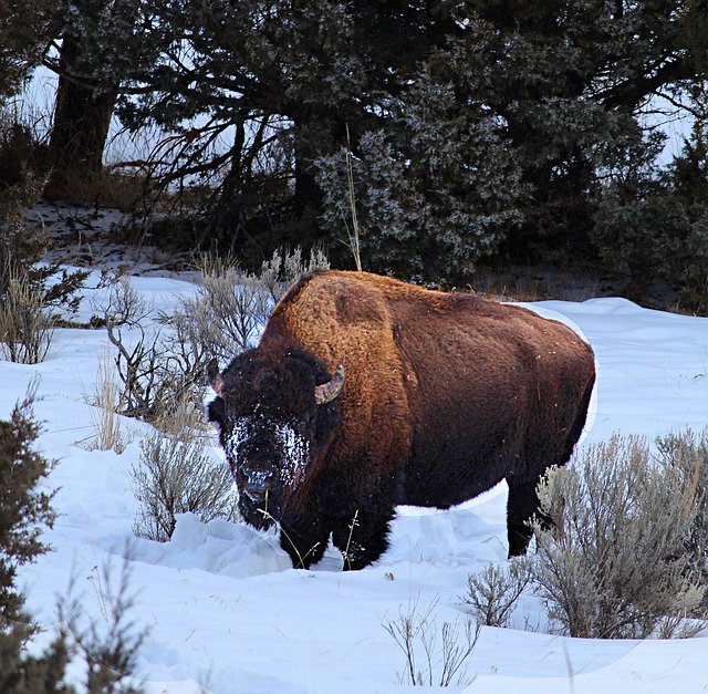 Free download Buffalo Winter Snow-Face -  free photo or picture to be edited with GIMP online image editor