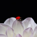 Bug and flower  screen for extension Chrome web store in OffiDocs Chromium