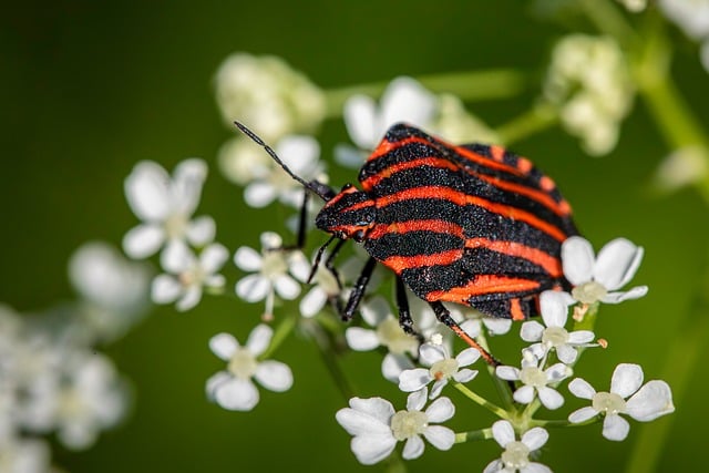 Free download bug animal black closeup flower free picture to be edited with GIMP free online image editor
