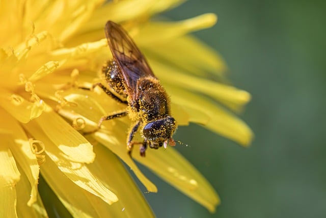 Free download bug animal compound estonia free picture to be edited with GIMP free online image editor