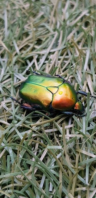 Free download Bug Beetle Amazing -  free photo or picture to be edited with GIMP online image editor
