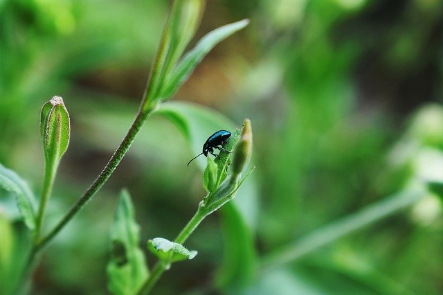 Download gratuito Bug Beetle Insect: foto o immagine gratuita da modificare con l'editor di immagini online GIMP