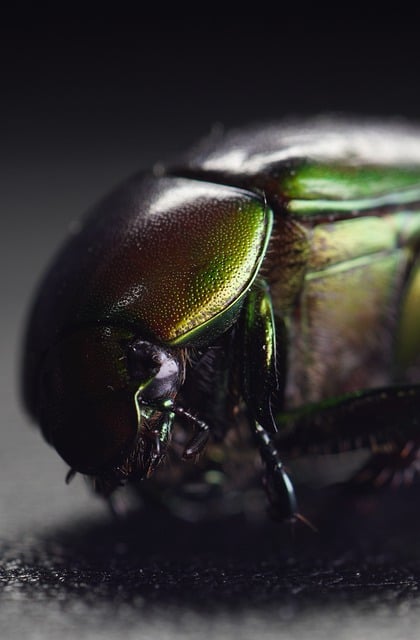 Free download bug beetle insect nature close up free picture to be edited with GIMP free online image editor