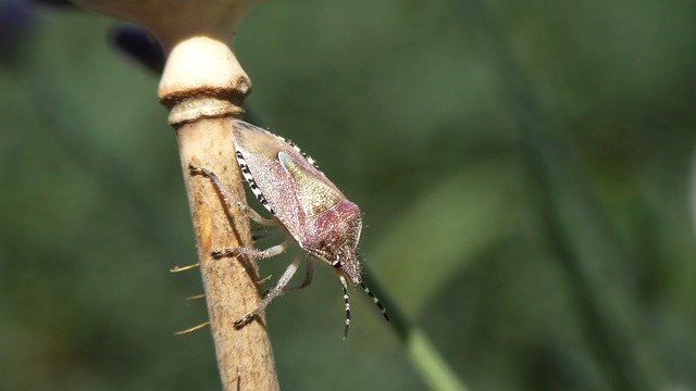 Free download Bug Bill Kerfe Insect -  free photo or picture to be edited with GIMP online image editor