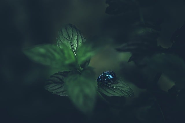Free download bug blue bug mint leaves mint plant free picture to be edited with GIMP free online image editor