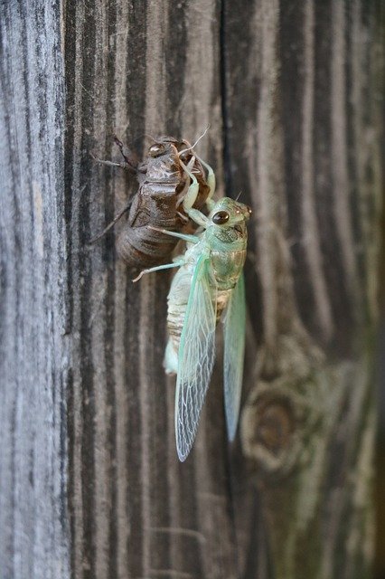 Free picture Bug Cicada Life Cycle -  to be edited by GIMP free image editor by OffiDocs