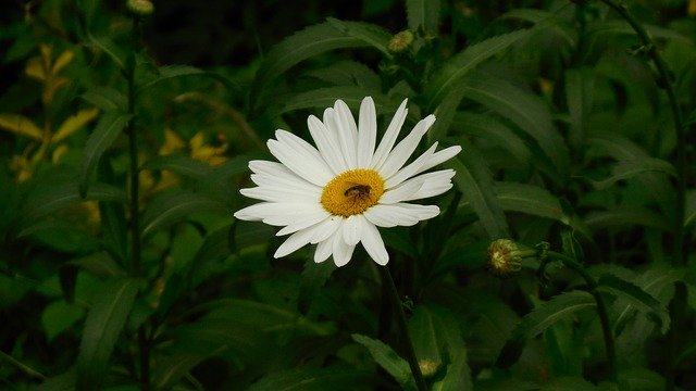 Download gratuito Bug Flowers Blossom: foto o immagine gratuita da modificare con l'editor di immagini online GIMP