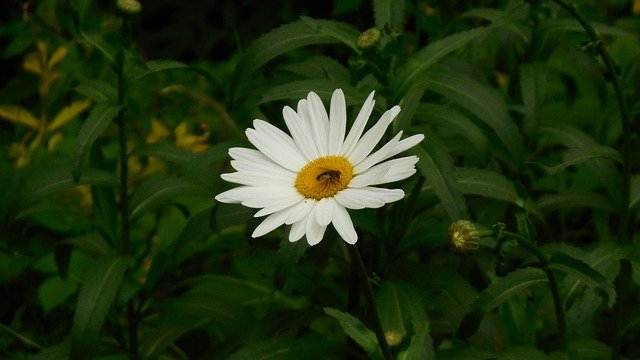 Free download Bug Flowers Blossom -  free photo or picture to be edited with GIMP online image editor