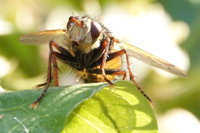 Free download Bug Fly Animal -  free photo or picture to be edited with GIMP online image editor