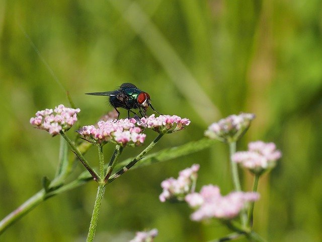 Descărcare gratuită bug fly green bottle insect free picture pentru a fi editată cu editorul de imagini online gratuit GIMP