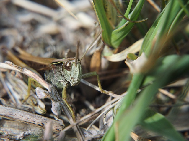 Free download bug grass hopper insect hampshire free picture to be edited with GIMP free online image editor