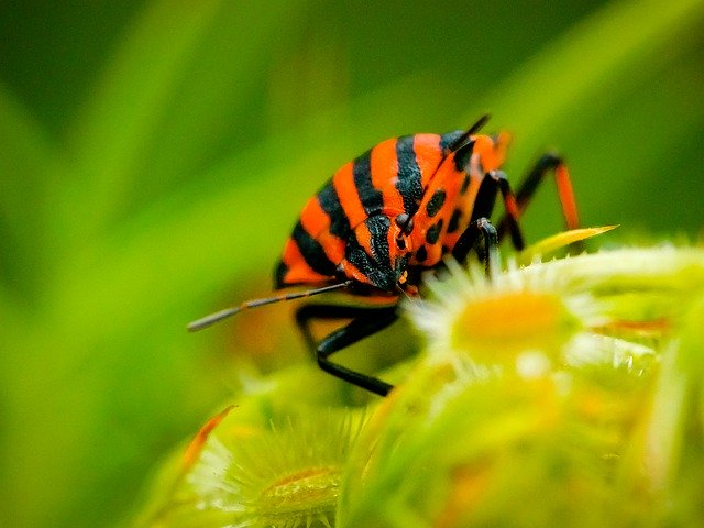 Free download Bug Harlequin Insects -  free photo or picture to be edited with GIMP online image editor