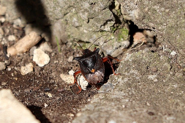 Bezpłatne pobieranie Bug Insect Close Up - bezpłatne zdjęcie lub obraz do edycji za pomocą internetowego edytora obrazów GIMP