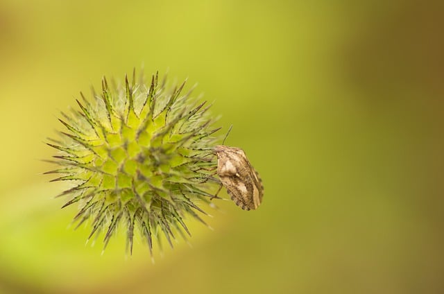 Free download bug insect flower macro nature free picture to be edited with GIMP free online image editor