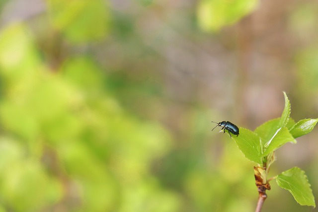 Free download bug insect gazing watching free picture to be edited with GIMP free online image editor