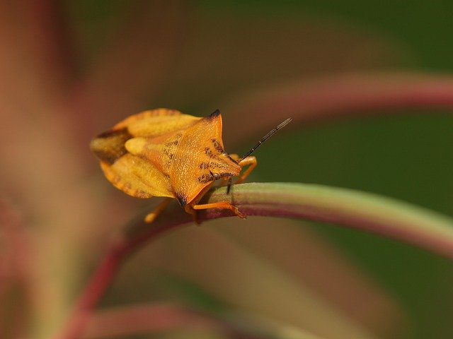 Muat turun percuma Bug Insect Macro Close - foto atau gambar percuma untuk diedit dengan editor imej dalam talian GIMP