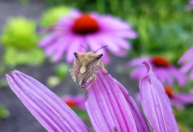 Скачать бесплатно Bug Insect Nature Close - бесплатное фото или изображение для редактирования с помощью онлайн-редактора изображений GIMP