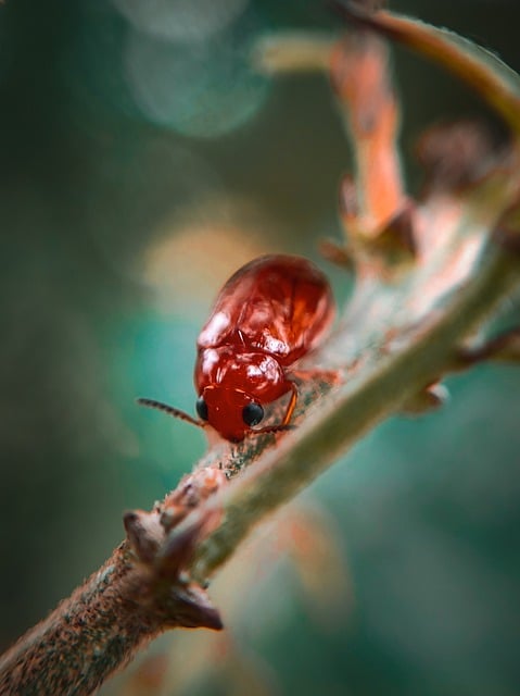 Free download bug insect tree branch entomology free picture to be edited with GIMP free online image editor