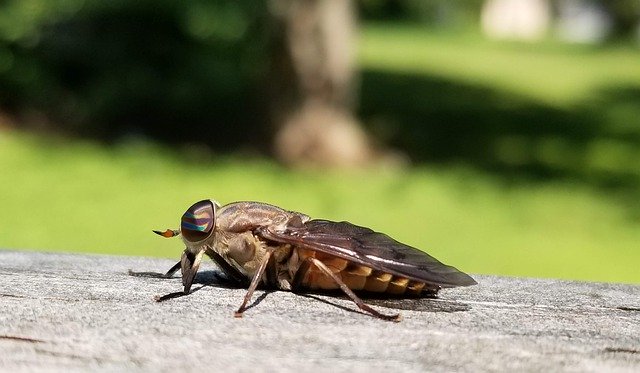 免费下载 Bug Nature - 使用 GIMP 在线图像编辑器编辑的免费照片或图片