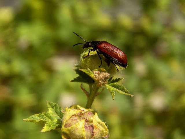 Free download bug nature herb green entomology free picture to be edited with GIMP free online image editor