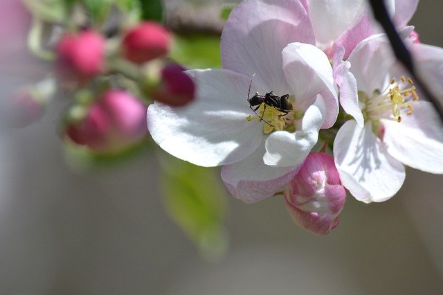 Free download Bug Pollinator Apple Blossom -  free photo or picture to be edited with GIMP online image editor