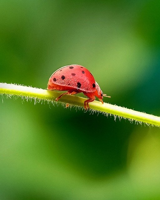 Free picture Bug Red Ladybug -  to be edited by GIMP free image editor by OffiDocs