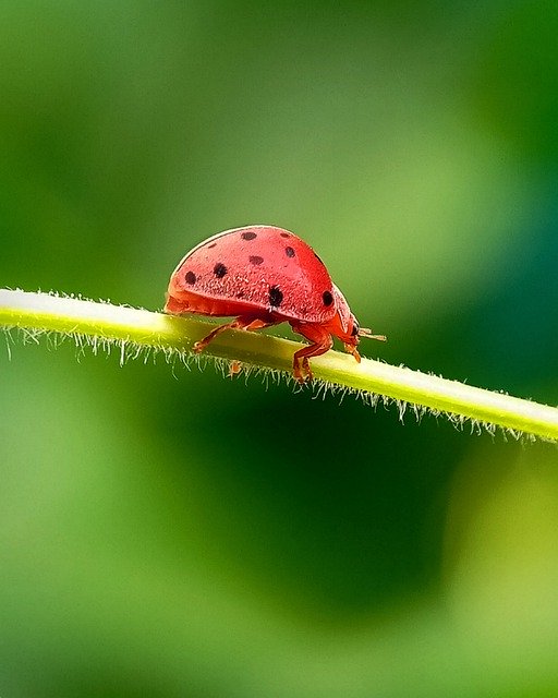 Free download Bug Red Ladybug -  free photo or picture to be edited with GIMP online image editor