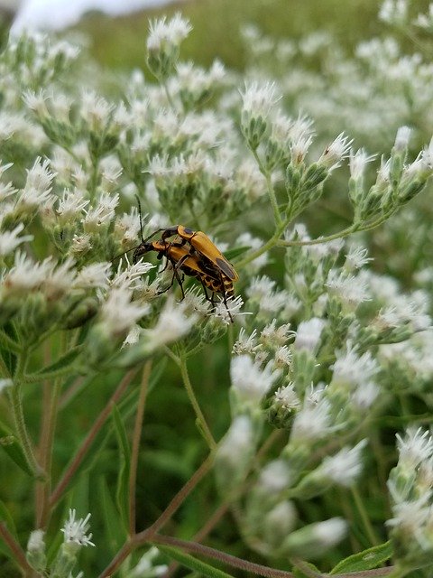 Téléchargement gratuit de Bugs Bug Insect - photo ou image gratuite à modifier avec l'éditeur d'images en ligne GIMP