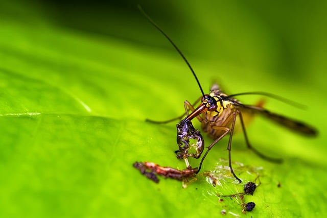 Muat turun percuma bug kala jengking terbang makro mangsa bokeh gambar percuma untuk diedit dengan editor imej dalam talian percuma GIMP