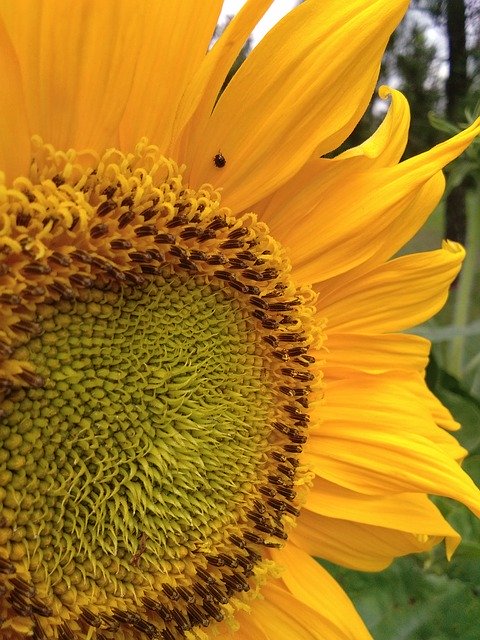 Ücretsiz indir Bugs Flower - GIMP çevrimiçi resim düzenleyici ile düzenlenecek ücretsiz fotoğraf veya resim