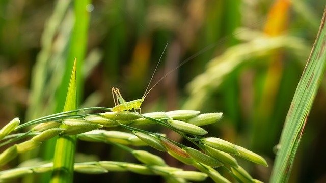Безкоштовно завантажте Bugs Locusts Grasshopper - безкоштовне фото або зображення для редагування за допомогою онлайн-редактора зображень GIMP