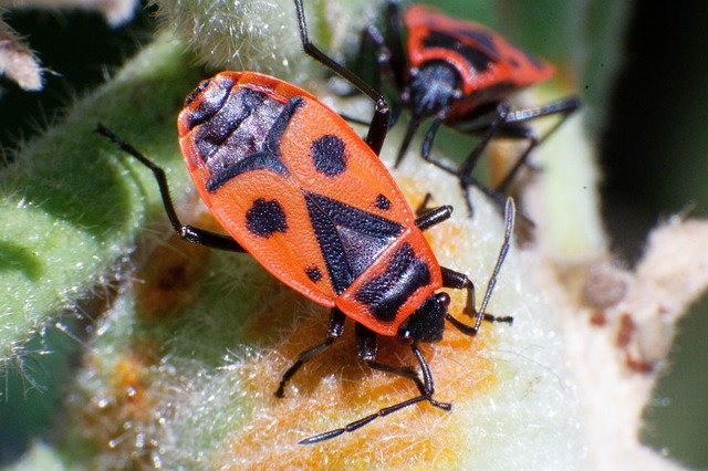 Bezpłatne pobieranie Bugs Mask Ladybug - darmowe zdjęcie lub obraz do edycji za pomocą internetowego edytora obrazów GIMP