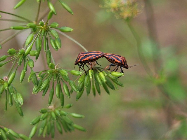 Free download Bugs Stripes Insect -  free photo or picture to be edited with GIMP online image editor