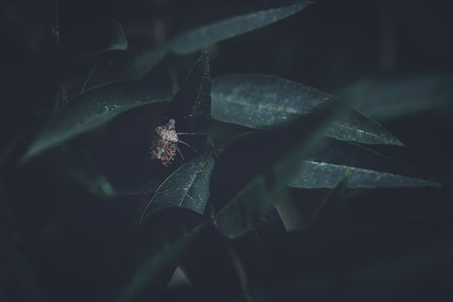 Безкоштовно завантажте безкоштовне зображення жука сморід жука зелене листя для редагування за допомогою безкоштовного онлайн-редактора зображень GIMP