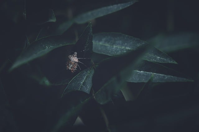 Unduh gratis bug stink bug green meninggalkan gambar gratis untuk diedit dengan editor gambar online gratis GIMP