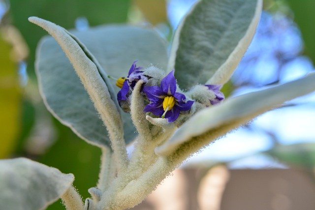 Free picture Bugweed Solanum Mauritianum -  to be edited by GIMP free image editor by OffiDocs