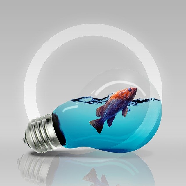 Kostenloser Download Bulb Fish - kostenloses Foto oder Bild zur Bearbeitung mit GIMP Online-Bildbearbeitung
