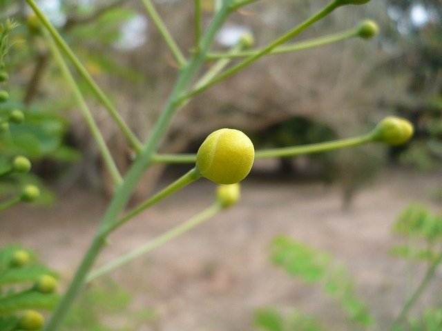 Free download Bulb Nature Macro -  free photo or picture to be edited with GIMP online image editor