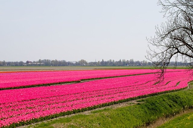 Muat turun percuma Bulbs Bulb Fields Tulips - foto atau gambar percuma untuk diedit dengan editor imej dalam talian GIMP