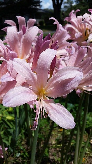 Descărcare gratuită Bulbs Lilies Pink - fotografie sau imagini gratuite pentru a fi editate cu editorul de imagini online GIMP