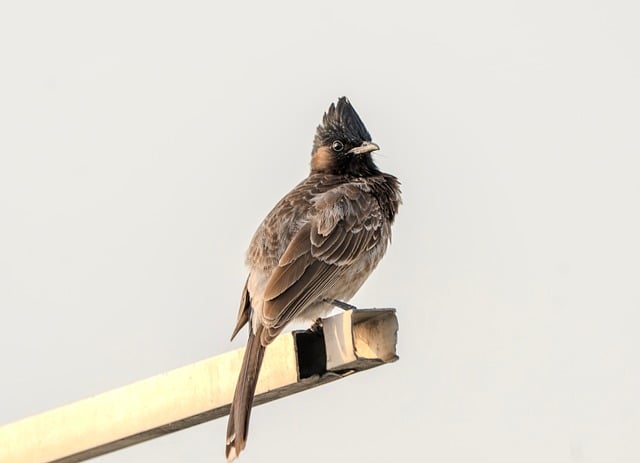 Free download bulbul bird nature animal beak free picture to be edited with GIMP free online image editor