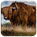 Bull  screen for extension Chrome web store in OffiDocs Chromium