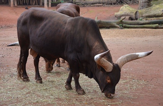 Free download Bull Beef Livestock -  free photo or picture to be edited with GIMP online image editor