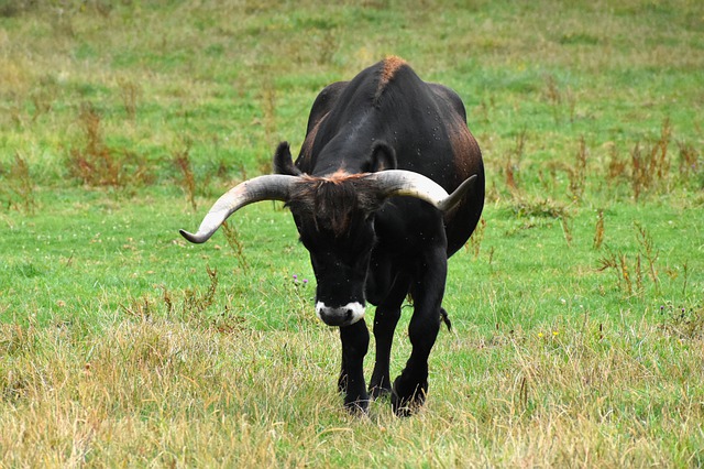 Téléchargement gratuit de l'image gratuite des pâturages des prairies de Bull Bos Auroch à modifier avec l'éditeur d'images en ligne gratuit GIMP