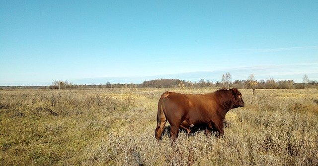 Free download Bull Breed Red -  free photo or picture to be edited with GIMP online image editor