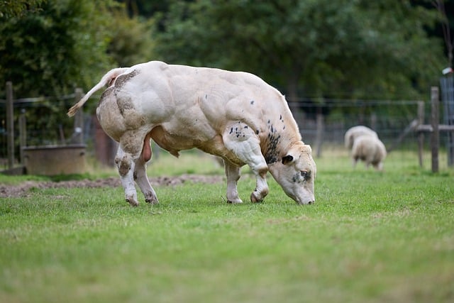 Free download bull cattle belgian white blue free picture to be edited with GIMP free online image editor