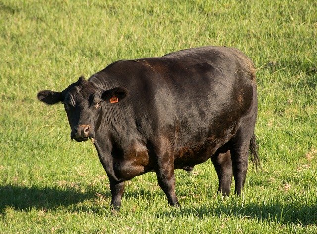Free download Bull Cattle Stock free photo template to be edited with GIMP online image editor